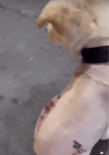 경북 경산에서 발견된 온몸의 털이 밀린 채 낙서가 된 강아지. 이마에는 큐빅까지 박혀 있는 모습. (영상=동물권단체 케어 인스타그램)