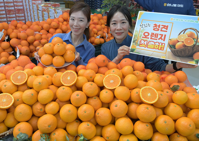 오렌지 이미지