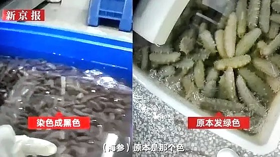 해삼 이미지