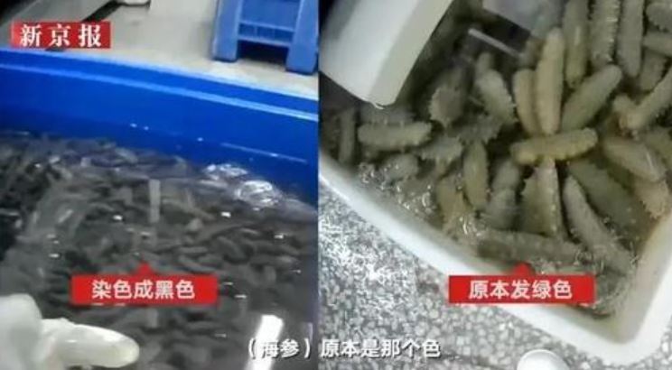 해삼 이미지