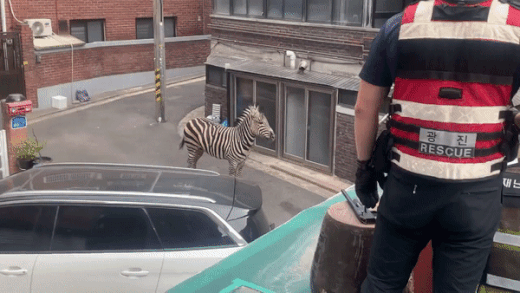광진구 주택가에 나타난 얼룩말 - 23일 오후 서울 광진구 주택가에 얼룩말이 나타났다. 광진소방서는 이날 오후 2시 43분께 얼룩말 한 마리가 주택가를 활보하고 있다는 신고가 접수됐다고 전했다. 얼룩말은 인근 어린이대공원에서 탈출한 것으로 밝혀졌다. 2023.03.23 광진소방서 제공