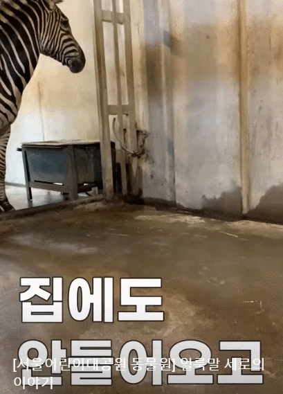 세로는 집에 들어오지 않거나 캥거루랑 캥거루와 싸우기도 했다. 서울시설공단 유튜브 캡쳐