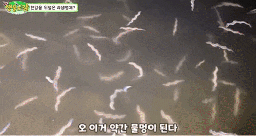 3월 중순부터 한강에는 강참갯지렁이들이 생식활동을 위해 수면에서 헤엄친다. /TV생물도감