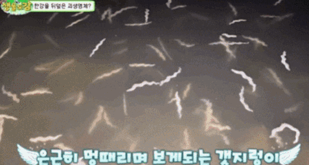 서울 한강에 나타난 강참갯지렁이. 3월 중순~4월 초순이 번식기여서 떼지어 몰려있다고 한다. 유튜브 채널 'TV생물도감' 영상 캡처