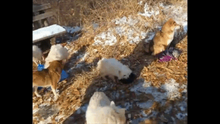 수락산 유기견 구조현장 모습. 제보자 제공