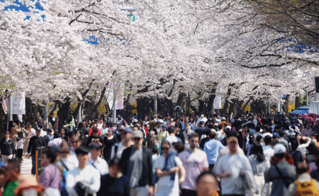 따뜻한 날씨속에 2일  봄꽃축제가 열린 여의도에 시민들로 붐비고 있다/뉴시스,연합뉴스,이덕훈 기자