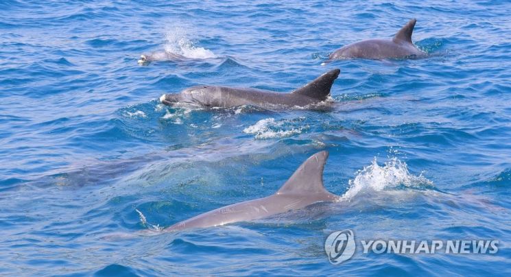 돌고래 이미지