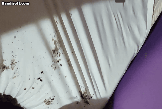 모텔 침대에 빈대로 추정되는 벌레가 기어다니고 있는 모습. / 영상 = 온라인 커뮤니티