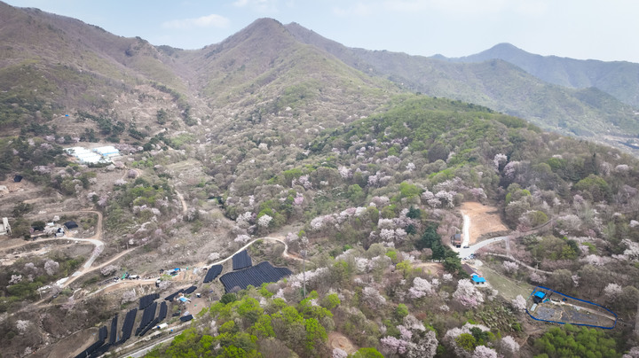 산꽃벚꽃오토캠핑장 이미지
