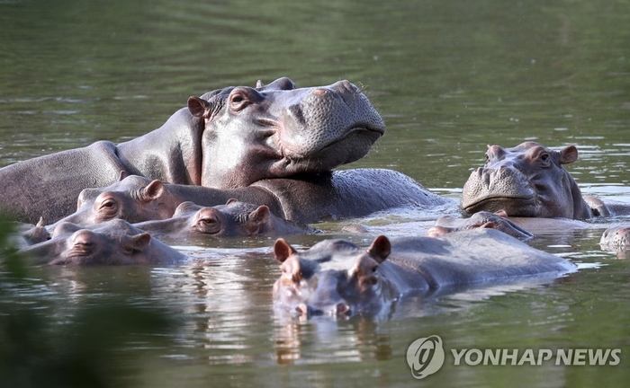 하마스포츠 이미지