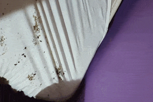 침대 모서리의 시트를 들치자 벌레와 유충 등 오염물질이 가득했다. 이는 벌레 영상의 일부분에 불과하다. 연합뉴스 제공