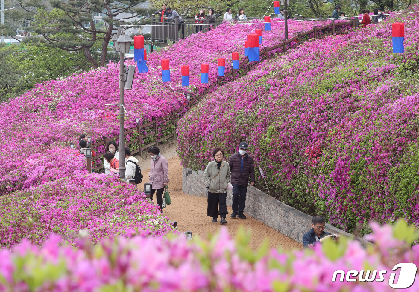 철쭉 만개한 군포 철쭉동산 
