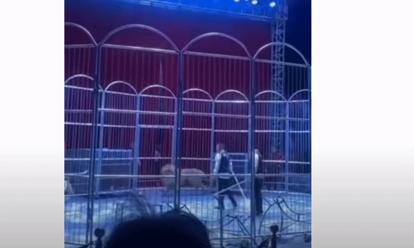지난 15일(현지 시간) 중국 허난성 뤄양에서 열린 서커스 도중 우리에서 탈출한 사자. 사자는 탈출 15분 만에 붙잡혔다. /영상=웨이보