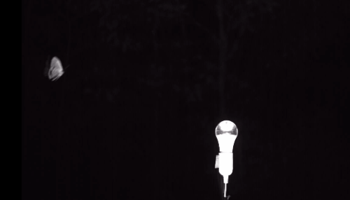 날아다니는 곤충이 전구 주변을 날다 급전직하하고 있다. 바이오Rxiv 캡처