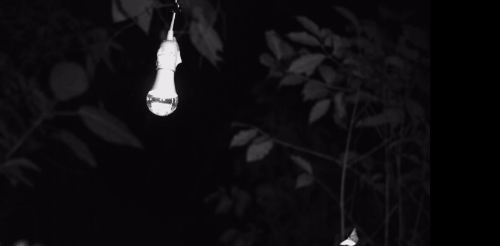 날아다니는 곤충이 전구 주변을 날다 급상승하고 있다. 바이오Rxiv 캡처