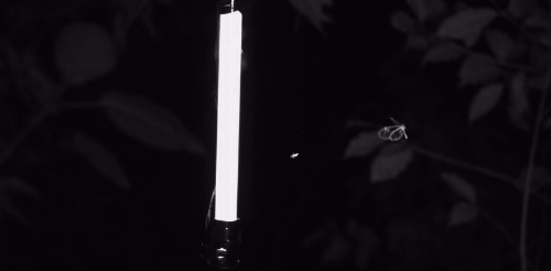 날아다니는 곤충이 전구 주변을 돌고 있다. 바이오Rxiv 캡처