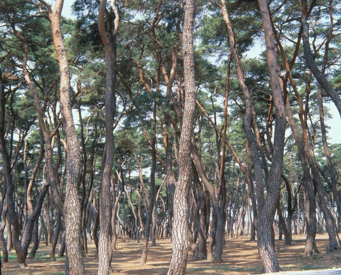 소나무숲 이미지