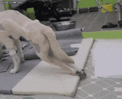 사고 후 뒷다리가 마비된 절미 모습. /사진='절미' 가족 인스타그램