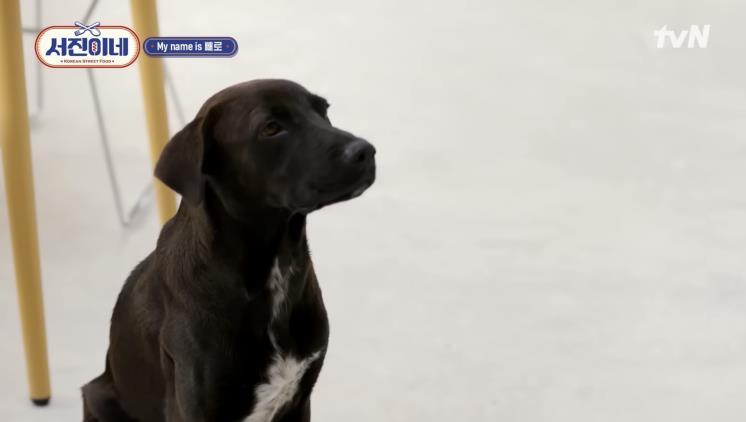 빼로(perro) 이미지