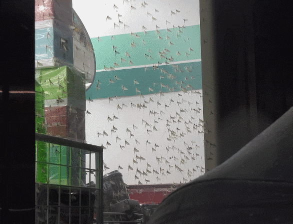 동양하루살이 모습 [남양주시]