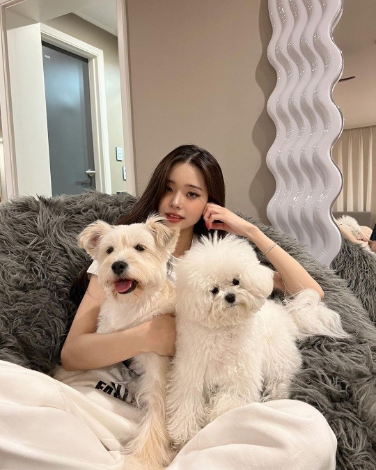 프리지아 이미지