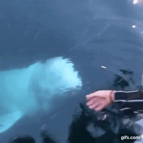 바다에 빠진 스마트폰을 가져온 벨루가