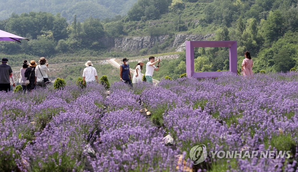 라벤더 이미지