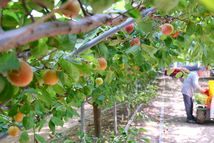 애프리코트(APRICOT) 이미지