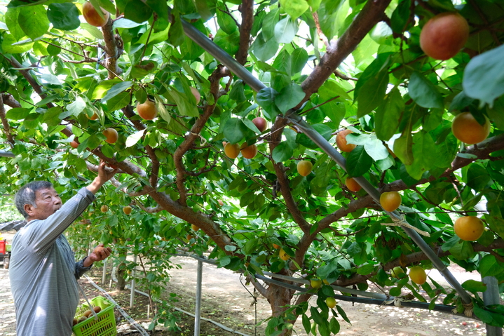 애프리코트(APRICOT) 이미지