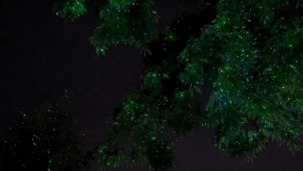 나뭇잎 사이, 촘촘하게 빛을 내는 반딧불이 LEDⓒ News1 윤슬빈 기자