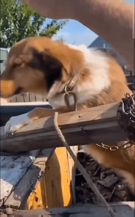 구조된 개. 온라인 커뮤니티 캡처