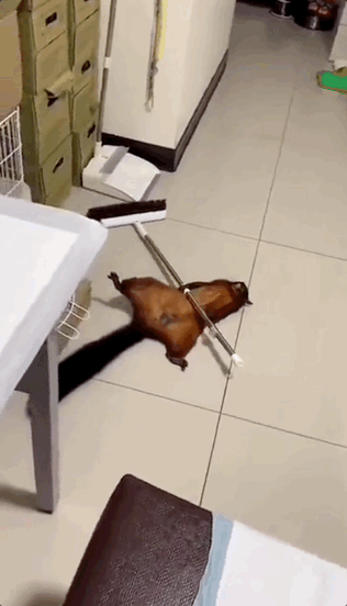 쓰러진 빗자루 막대 아래에 누워 죽은 척하는 날다람쥐. /영상= 트위터 갈무리