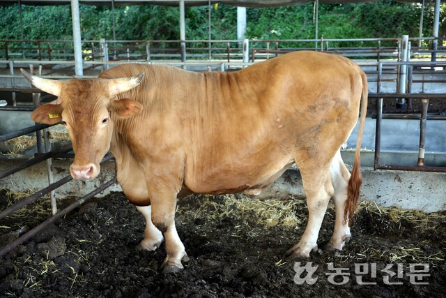 혜성축산 이미지
