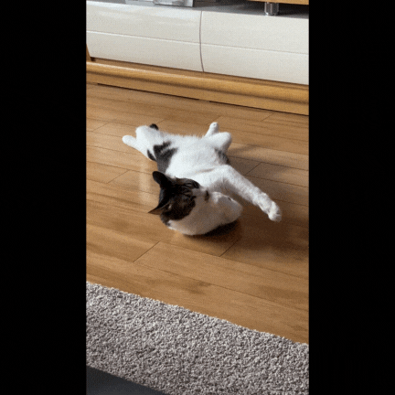 반려묘 모래(3)가 자신의 혀로 털을 빗질하는 그루밍을 하는 모습. 고양이는 하루 평균 3시간 정도 그루밍을 하는 것으로 알려져 있다. 독자 제공