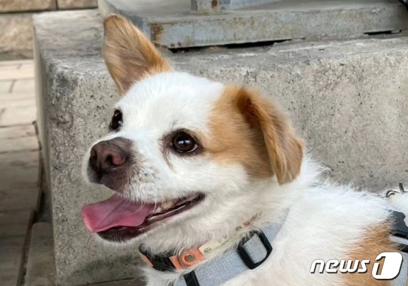 동물보호협회 동행 이미지