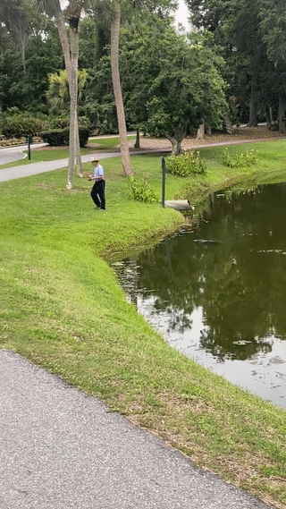 미국의 한 연못에 서식하는 악어가 낚시꾼에게 돌진하는 모습이 공개됐다. /영상=페이스북
