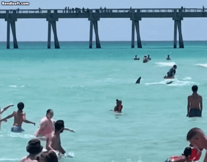 미국 플로리다 나바르비치에서 수영을 즐기고 있는 피서객 사이로 헤엄치고 있는 상어. /트위터