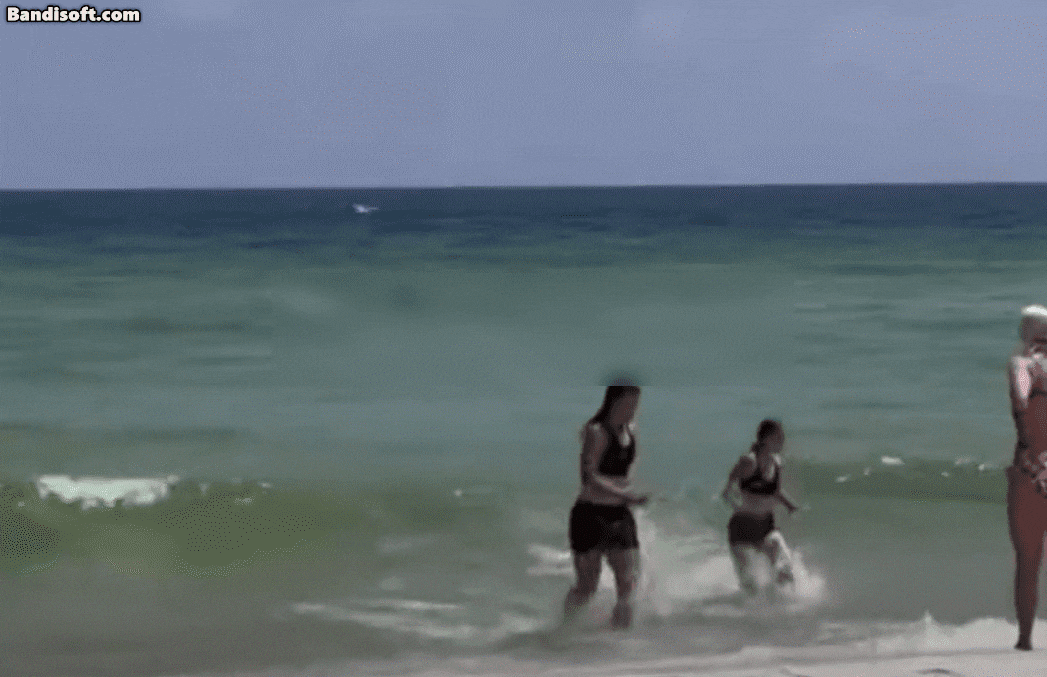 피서객들이 상어로부터 대피하고 있다. /트위터