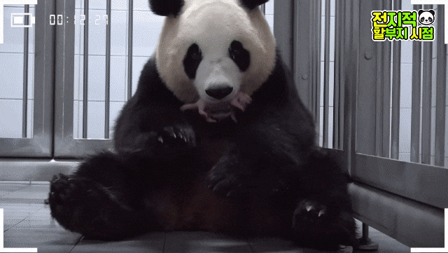 엄마 아이바오가 아기 판다를 입에 물고 강철원 사육사에게 가까이 다가가고 있다./에버랜드 유튜브