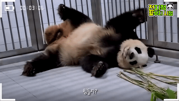 [유튜브 채널 ‘말하는 동물원 뿌빠TV’]