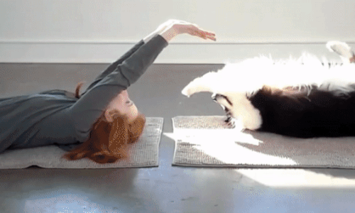 유튜브 노트펫 영상 갈무리