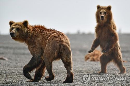 극동주 이미지