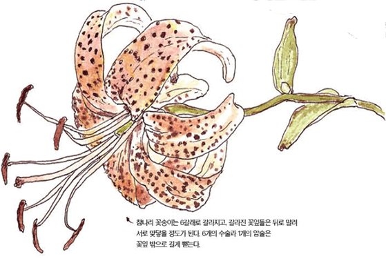 참나린 이미지