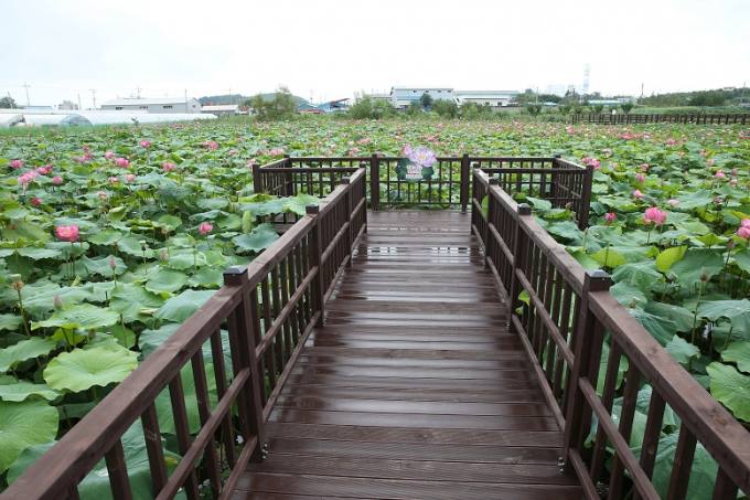 연꽃향기천연염색 이미지