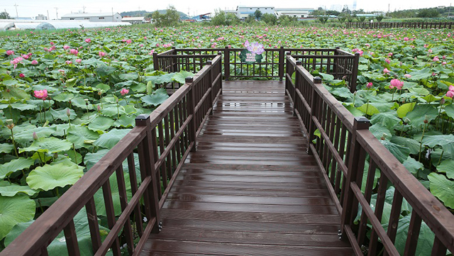 연꽃향기천연염색 이미지