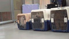 한재웅 수의사가 번식장에서 구조된 15마리 개에게 의료지원하는 모습. 유튜브 재끼찬 촬영팀 제공