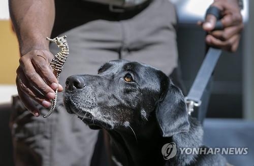 채오헤어 이미지