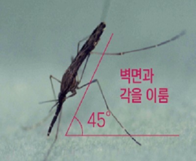 경보반점 이미지