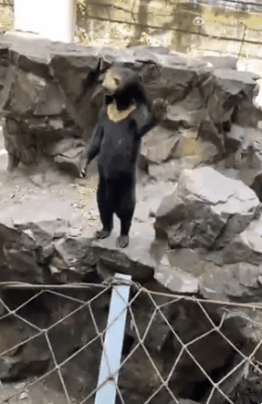 중국 항저우동물원에서 촬영된 말레이곰의 영상. 곰의 탈을 쓴 사람이 아니냐는 의혹이 불거지자 전문가들이 나섰다