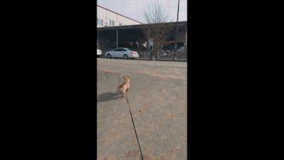 제보자가 산책길에 만난 바둑이 모습. 애견 미용한 것처럼 털이 단정하고 성격도 좋아 이웃집에서 풀어 키우는 개로 생각했다고 한다. 제보자 제공